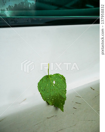 Green leaf covered in water drops resting on a white car door frame. Symbol of nature meeting civilization. Ecological concept highlighting the contrast between organic life and urban vehicle. Green leaf covered in water drops resting on a white car door frame. Symbol of nature meeting civilization. Ecological concept highlighting the contrast between organic life and urban vehicle. 137958832