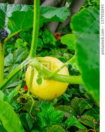 Small unripe pumpkin growing in a lush garden. Young squash plant with large green leaves on a vine. Agricultural concept of organic vegetable farming and summer harvest time. Small unripe pumpkin growing in a lush garden. Young squash plant with large green leaves on a vine. Agricultural concept of organic vegetable farming and summer harvest time. 137958843