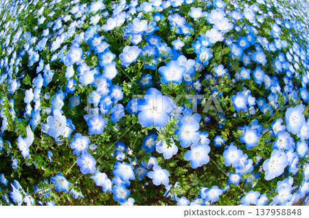 Nemophila Nemophila 137958848