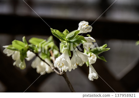 向下開放的白色花朵：金銀花（忍冬科） 137958921