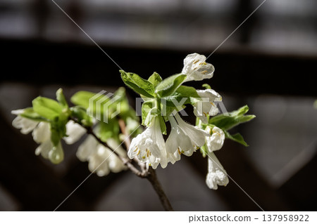 向下開放的白色花朵:金銀花(忍冬科) 向下開放的白色花朵:金銀花(忍冬科) 137958922