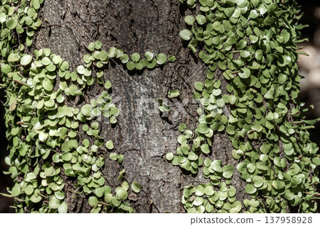 Epiphytic plant that creeps its stems along trees and rocks: *Lemmaphyllum microphyllum* (Polypodiaceae family) 137958928