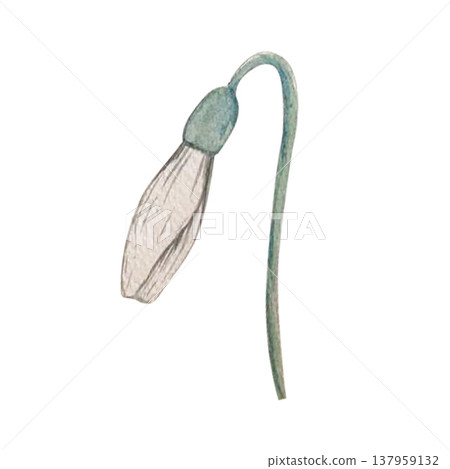 snowdrop flower watercolor illustration snowdrop flower watercolor illustration 137959132