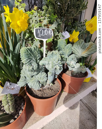 Myrtillocactus geometrizans form cristata at garden 137959147