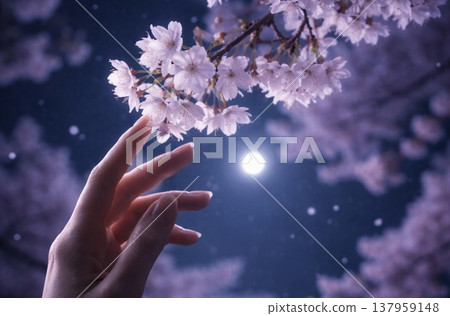 I placed a cherry blossom in the palm of my hand. 137959148