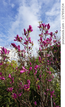 Showy purple flowers of the Magnolia liliiflora variety Nigra. Showy purple flowers of the Magnolia liliiflora variety Nigra. 137959154