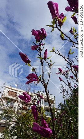 Showy purple flowers of the Magnolia liliiflora variety Nigra. Showy purple flowers of the Magnolia liliiflora variety Nigra. 137959156