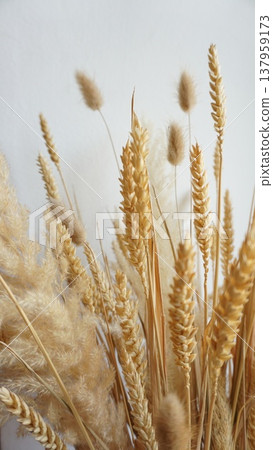 Golden Wheat Stalks and Grains on the white Background Golden Wheat Stalks and Grains on the white Background 137959173