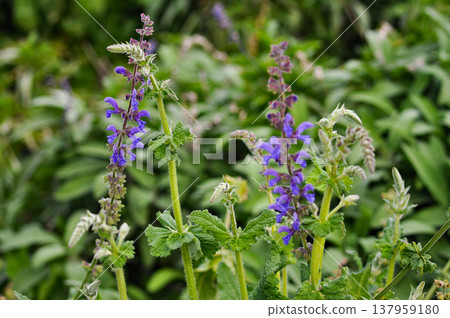 Meadow Clary Salvia pratensis, flowering, Solms, Hesse Germany Europe Meadow Clary Salvia pratensis, flowering, Solms, Hesse Germany Europe 137959180
