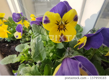 group of perennial yellow-violet Viola cornuta, known as horned pansy group of perennial yellow-violet Viola cornuta, known as horned pansy 137959183
