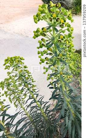 Euphorbia characias, green plant at nature 137959209