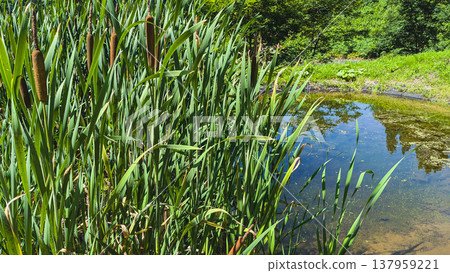 Cattails at Tanaike Pond in Yamakoshi Cattails at Tanaike Pond in Yamakoshi 137959221