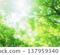 Retouched: Background image of dazzling sunlight filtering through the fresh green leaves and dappled light, refreshing bokeh effect, AI generation. 137959340