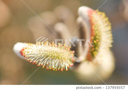 The arrival of spring (pussy willow) The arrival of spring (pussy willow) 137959357