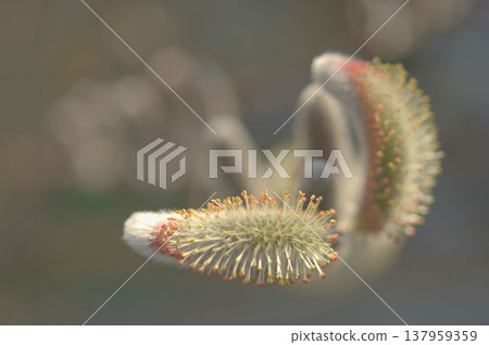 The arrival of spring (pussy willow) The arrival of spring (pussy willow) 137959359