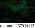 Image of a dark forest 137959412