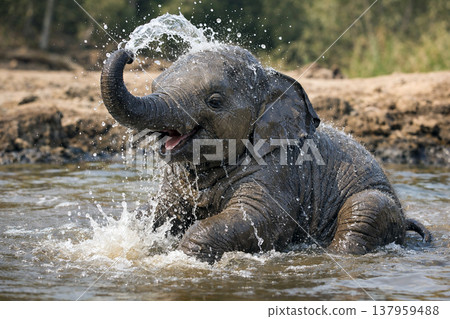 小像在水中玩耍 137959488