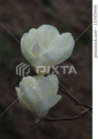 白玉蘭花預示著春天的到來 白玉蘭花預示著春天的到來 137959495