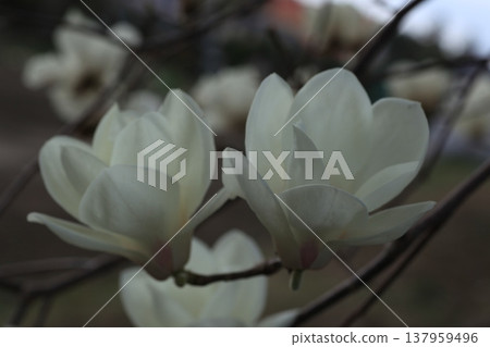 白玉蘭花預示著春天的到來 137959496