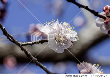 杏子的英文名apricot，別稱Karamomo，花很漂亮。 137959573