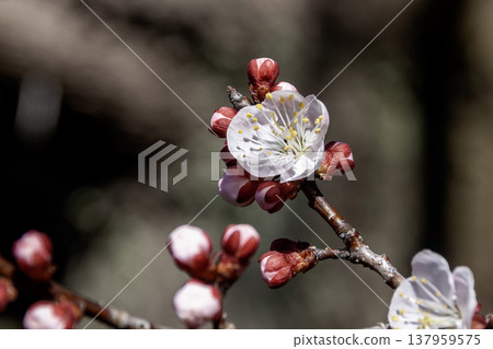 The English name of apricot is apricot, another name is Karamomo, and the flowers are pretty. 137959575