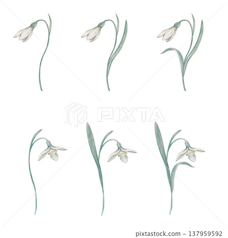 snowdrop flower set watercolor snowdrop flower set watercolor 137959592