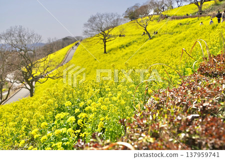 日本母農場的油菜花 日本母農場的油菜花 137959741