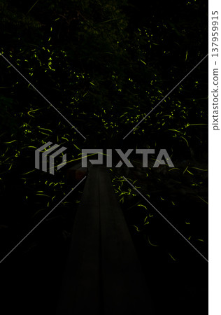 A scene of fireflies dancing - a summer image 137959915