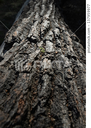 a low-angle, close-up perspective, this image highlights the intricate textures of weathered tree bark, defined by deep vertical ridges and a rugged surface. The dramatic lighting creates a stark 137959977
