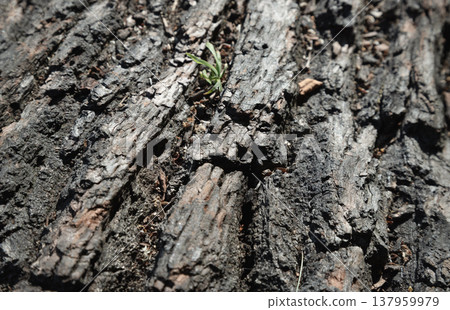 Close-up reveals the intricate, weathered landscape of tree bark, defined by deep vertical ridges and dark, aged grooves. 137959979