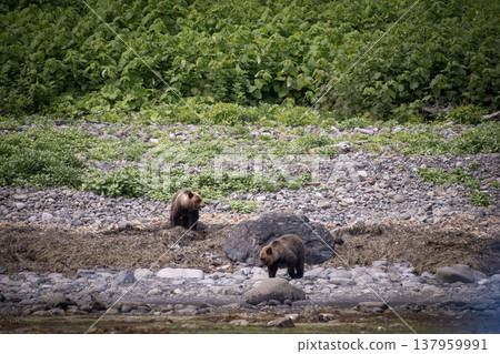 Brown bear Brown bear 137959991