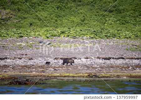 Brown bear Brown bear 137959997