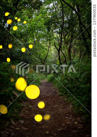 愛知縣名古屋市愛生山綠地，螢火蟲翩翩起舞－夏日景象 137960038