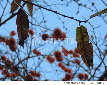 Autumn leaves of persimmon trees Autumn leaves of persimmon trees 137960047