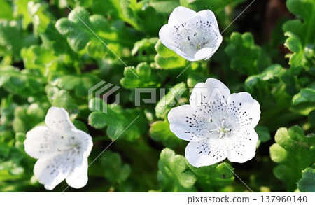 白色Nemophila 137960140