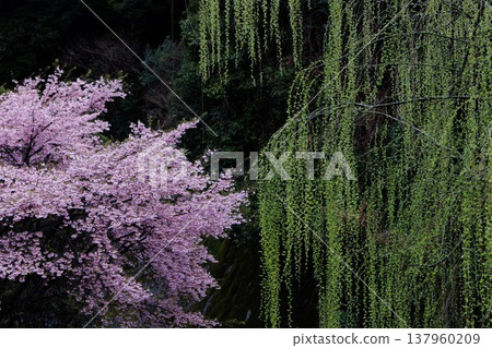 櫻花 00039 櫻花 00039 137960209