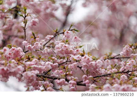 櫻花 00040 櫻花 00040 137960210