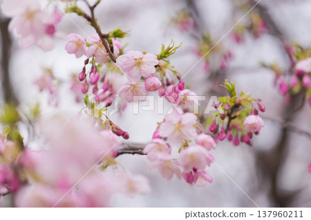 櫻花 00031 137960211