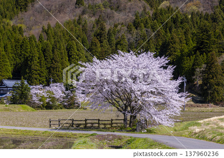 A stunning spring scene in Fukui: the tranquil rural landscape of Ono City and a single cherry tree in full bloom. A stunning spring scene in Fukui: the tranquil rural landscape of Ono City and a single cherry tree in full bloom. 137960236