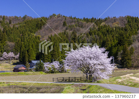A stunning spring scene in Fukui: the tranquil rural landscape of Ono City and a single cherry tree in full bloom. A stunning spring scene in Fukui: the tranquil rural landscape of Ono City and a single cherry tree in full bloom. 137960237