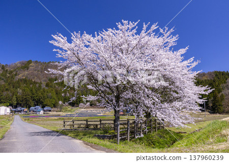 福井縣美麗的春日景色:小野市寧靜的鄉村風光,以及一棵盛開的櫻花樹。 福井縣美麗的春日景色:小野市寧靜的鄉村風光,以及一棵盛開的櫻花樹。 137960239