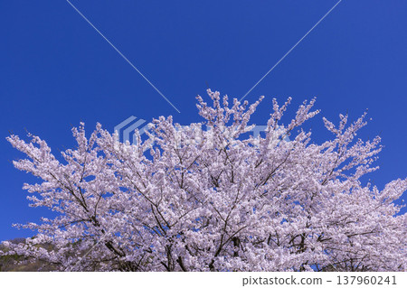 A stunning spring scene in Fukui: the tranquil rural landscape of Ono City and a single cherry tree in full bloom. A stunning spring scene in Fukui: the tranquil rural landscape of Ono City and a single cherry tree in full bloom. 137960241