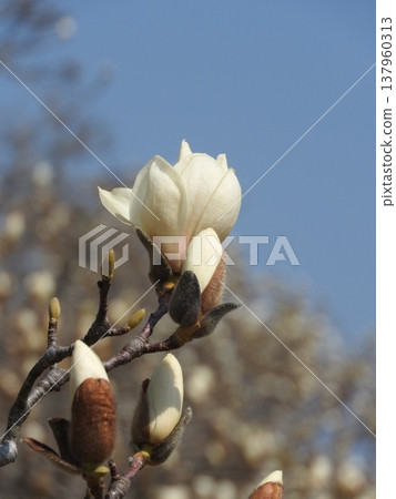 白玉蘭的花朵碩大,向上開放。 白玉蘭的花朵碩大,向上開放。 137960313