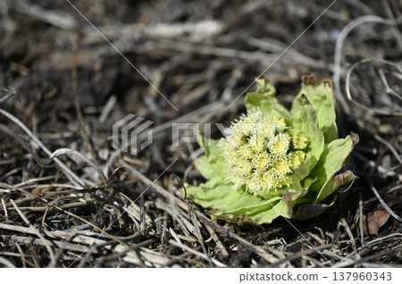 Fuquinot told spring Fuquinot told spring 137960343