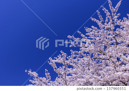 福井縣美麗的春日景色:小野市寧靜的鄉村風光,以及一棵盛開的櫻花樹。 福井縣美麗的春日景色:小野市寧靜的鄉村風光,以及一棵盛開的櫻花樹。 137960351