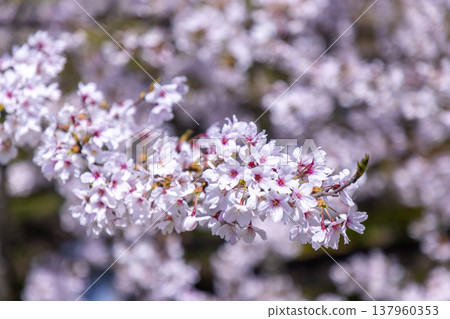 A stunning spring scene in Fukui: the tranquil rural landscape of Ono City and a single cherry tree in full bloom. 137960353