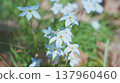 Blue flowers of Hananilla 137960460