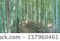 Bamboo Road 137960461
