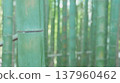 Early spring bamboo grove 137960462