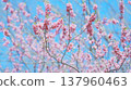 Early spring peach blossoms 137960463